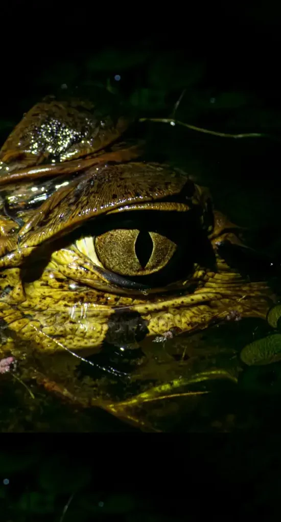 discover Yasuni complete tour 5 days 4 nights